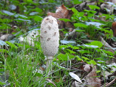 Coprinus comatus