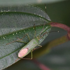 Homoeocerus graminis