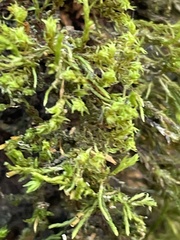 Cryphaea heteromalla