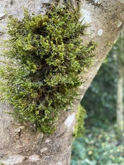 Cryphaea heteromalla