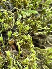 Cryphaea heteromalla