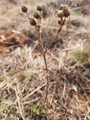 Potentilla heptaphylla
