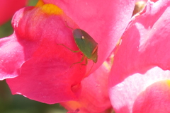 Ocirrhoe unimaculata