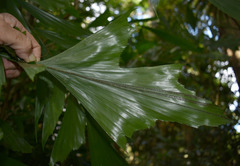 Caryota mitis