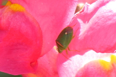 Ocirrhoe unimaculata