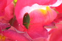 Ocirrhoe unimaculata