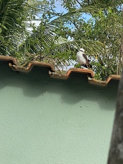 Fluvicola nengeta