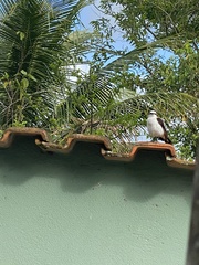 Fluvicola nengeta