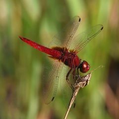 Urothemis signata insignata