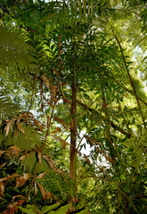 Caryota mitis