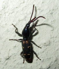 Orfilaia vulsellata