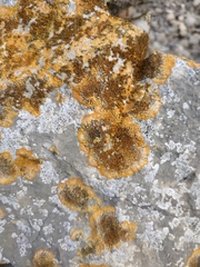 Variospora aurantia