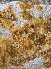 Variospora aurantia