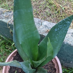 Sansevieria masoniana