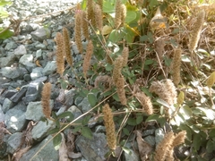 Uraria
