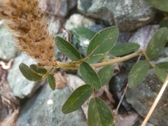 Uraria