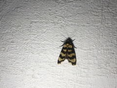 Scaptesyle equidistans