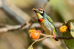 Psilopogon haemacephalus