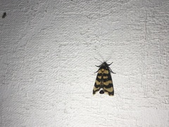 Scaptesyle equidistans