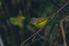 Phylloscopus poliogenys