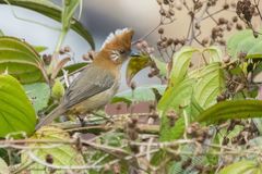 Yuhina bakeri