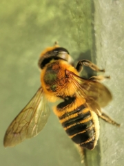 Megachile laticeps