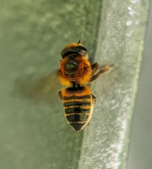 Megachile laticeps