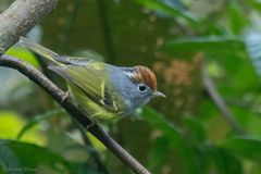 Phylloscopus castaniceps