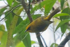 Cyanoderma chrysaeum