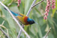 Aethopyga nipalensis