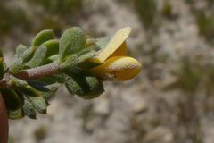 Aspalathus marginata