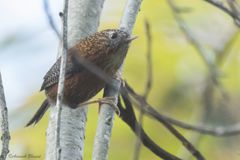 Spelaeornis troglodytoides