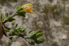 Aspalathus marginata