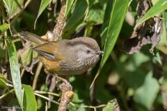 Fulvetta manipurensis