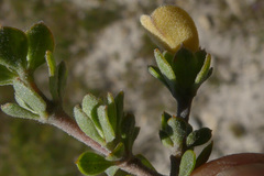 Aspalathus marginata