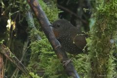 Spelaeornis badeigularis