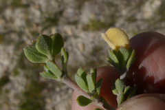 Aspalathus marginata