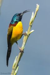 Aethopyga nipalensis