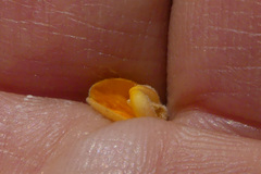 Aspalathus marginata