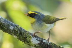 Abroscopus schisticeps