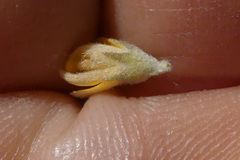 Aspalathus marginata