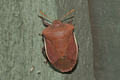 Basicryptus costalis