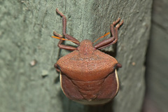 Basicryptus costalis