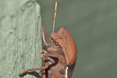 Basicryptus costalis