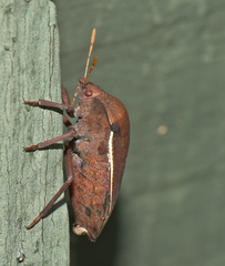 Basicryptus costalis