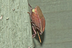 Basicryptus costalis