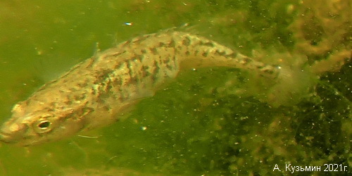 Southern Nine-spined Stickleback