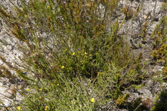 Aspalathus microphylla