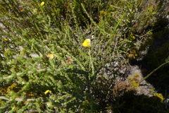 Aspalathus microphylla