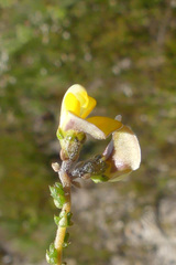 Aspalathus microphylla
